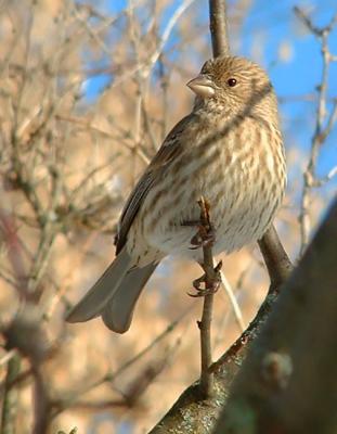 Lady House Finch