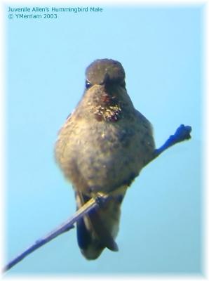 Juvenile Allen's Hummingbird Stare
