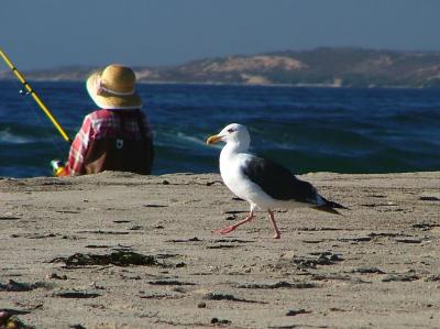 California Beach Patrol