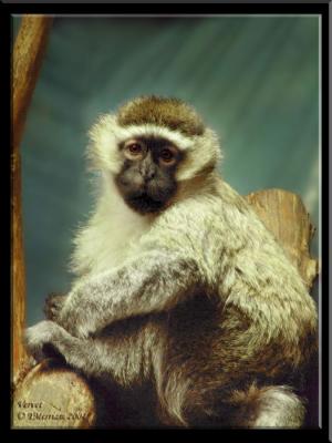 Sad Eyed Vervet Monkey