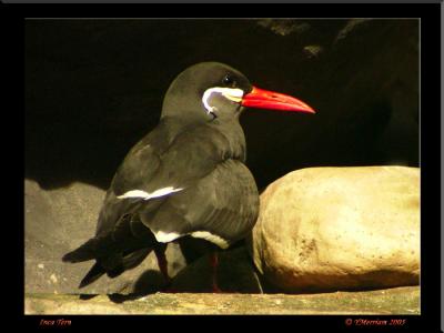 Inca Tern