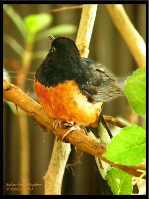 Shy White-rumped Shama