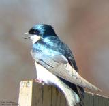 Tree Swallow Soliloquay