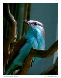 Racquet-tailed Roller