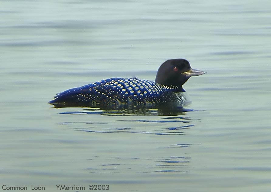 Common Loon