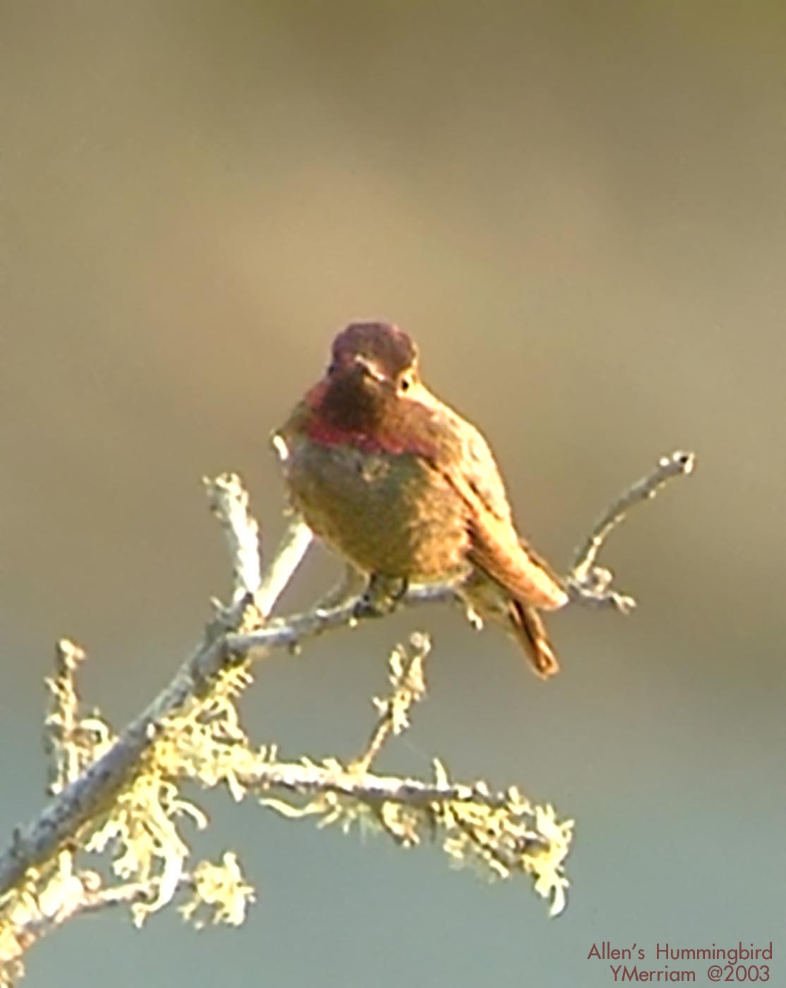 Allens Hummingbird Male
