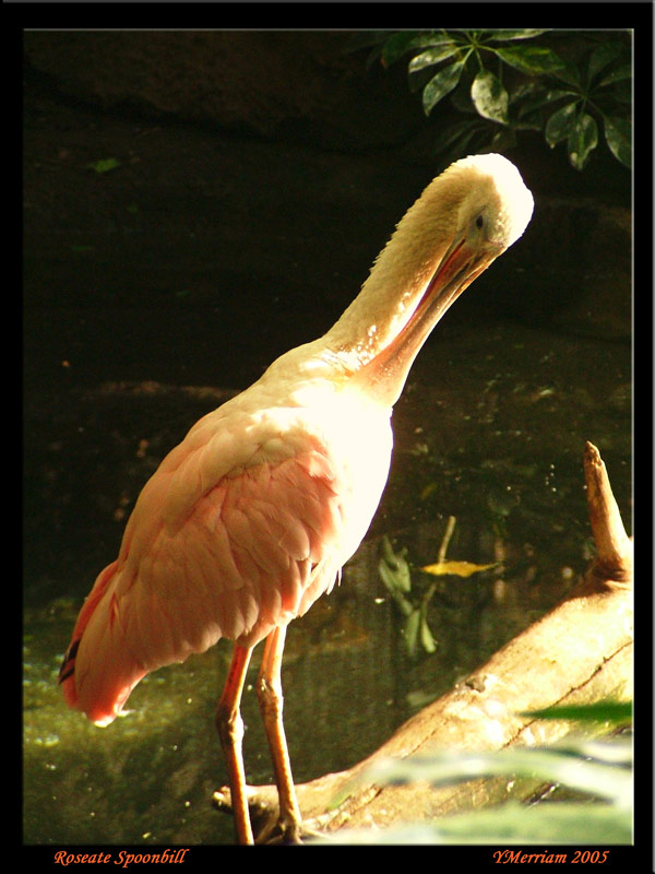 Preening Roseate Spoonbill