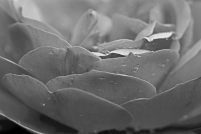 Floribunda Rose Petals B&W