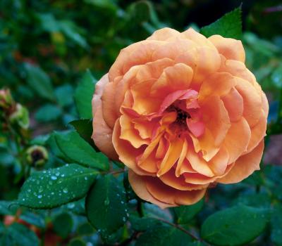 Floribunda Pink Rose