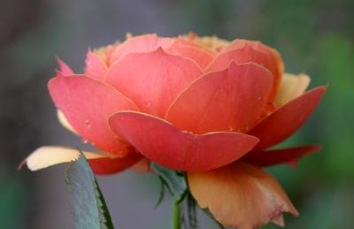 Floribunda Rose Side View