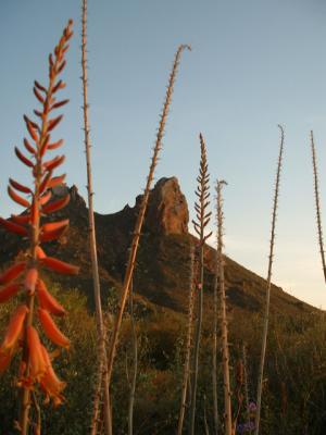 Red cactus flower - sunset
