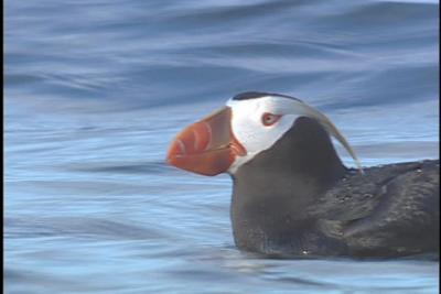 u42/ac9/medium/34148370.TuftedPuffincloseup.jpg