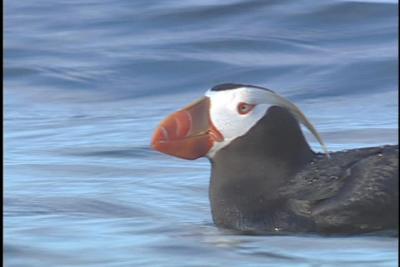 Tufted Puffin - Diamond Point 2004