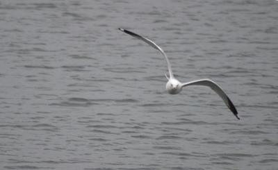 Sea Gull Aerobatics