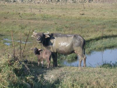 Water buffalo