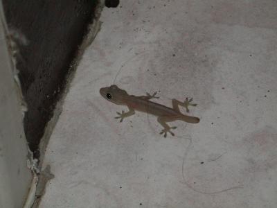 Wall Tiger (Gecko)