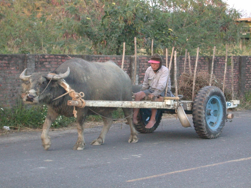 Water Buffalo