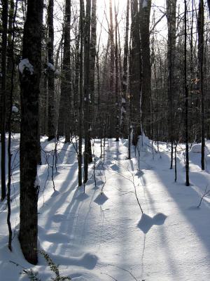 u42/adrianox/medium/34255740.snow_trees2_ps_4w.jpg