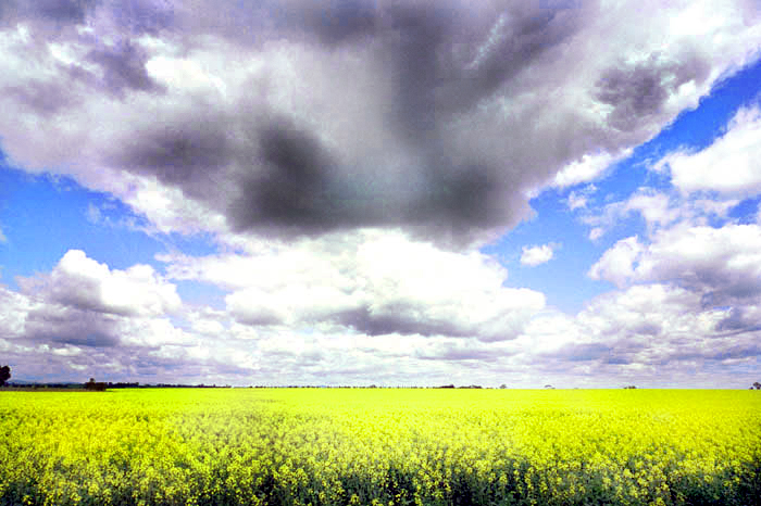 CanolaField