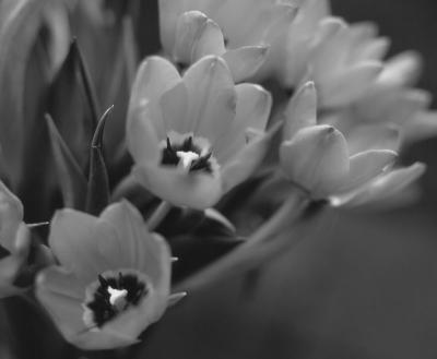 tulip-epson-scan-sharpened-.jpg
