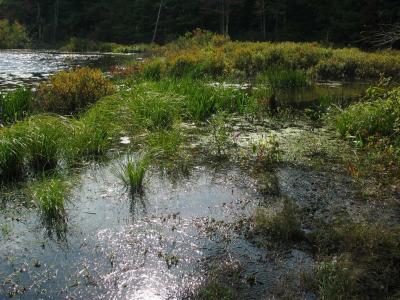 2004-09-25: Puffer Pond Transect