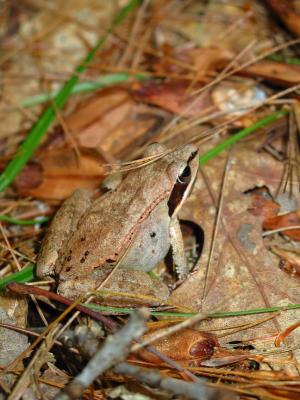 Wood Frog, Rana sylvatica