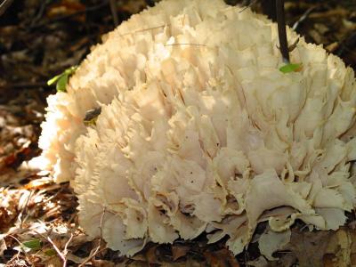 dh_0079.jpg [cauliflower fungus)