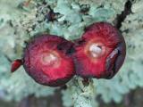 Gall split in half to reveal larva