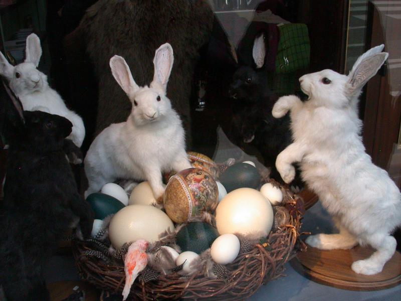 Easter bunnies in the window