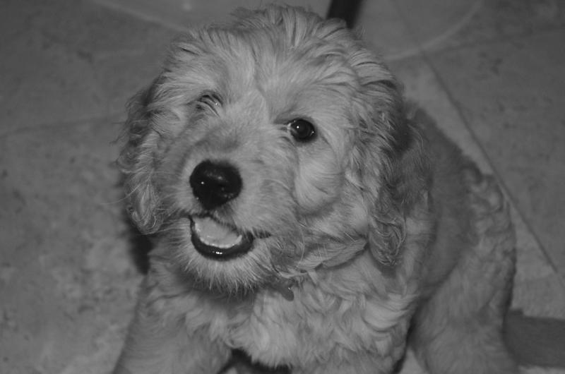 Here I am - golden in black and white