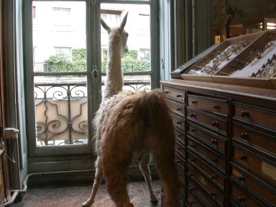 How much is that llama in the window?