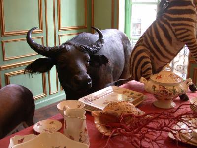 Bull in a china shop (along with a few zebras)