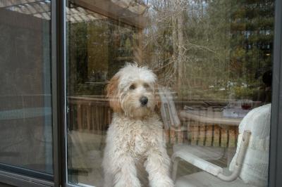 How much is that doggie in the window?