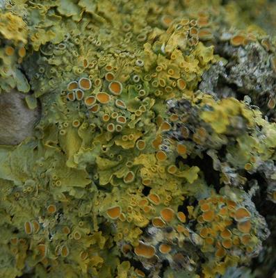 Lichen