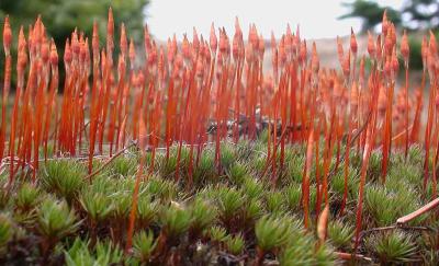 Moss around the old elder tree