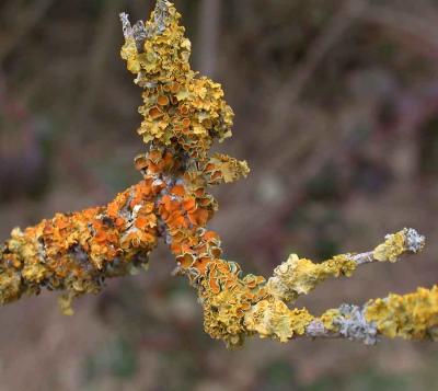 Lichen-Xanthoria parietina