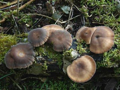 Polyporus brumalis - Vinter Stilk poresvamp