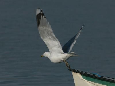 Common Gull - Stormmåge - Larus canus
