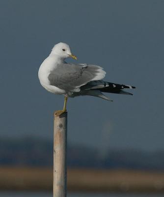 Common Gull - Stormmåge - Larus canus