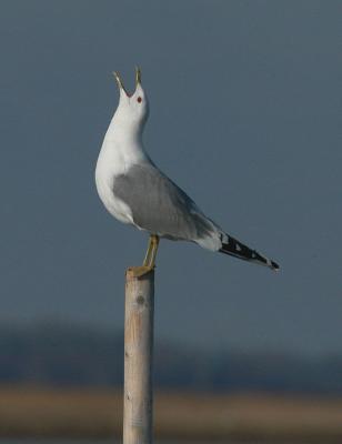 Common Gull - Stormmåge - Larus canus