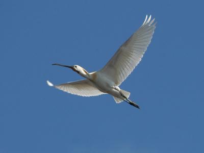 Spoonbill - Skestork - Platalea leucorodia