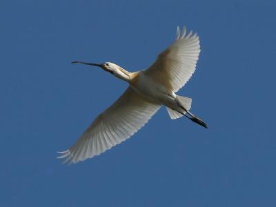 Spoonbill - Skestork - Platalea leucorodia