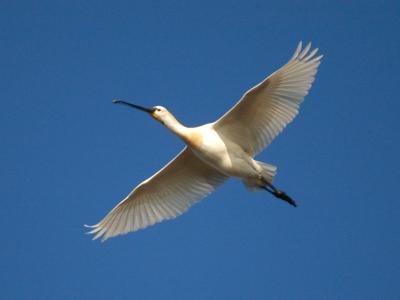 Spoonbill - Skestork - Platalea leucorodia