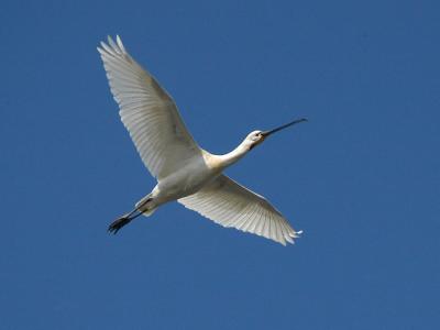 Spoonbill - Skestork - Platalea leucorodia