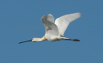 Spoonbill - Skestork - Platalea leucorodia