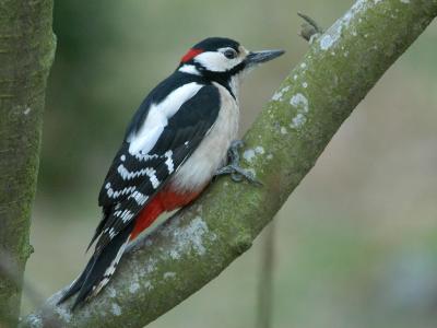 Great Spotted Woodpecker  male -  Stor Flagsptte Dendrocopos major