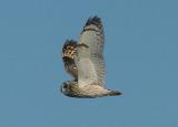 Short-eared Owl  -  Mosehornugle - Asio Flammeus