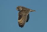 Short-eared Owl - Mosehornugle - Asio flammeus