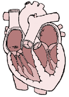 Cardiac (heart) anatomy graphic