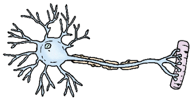 neuron1.gif